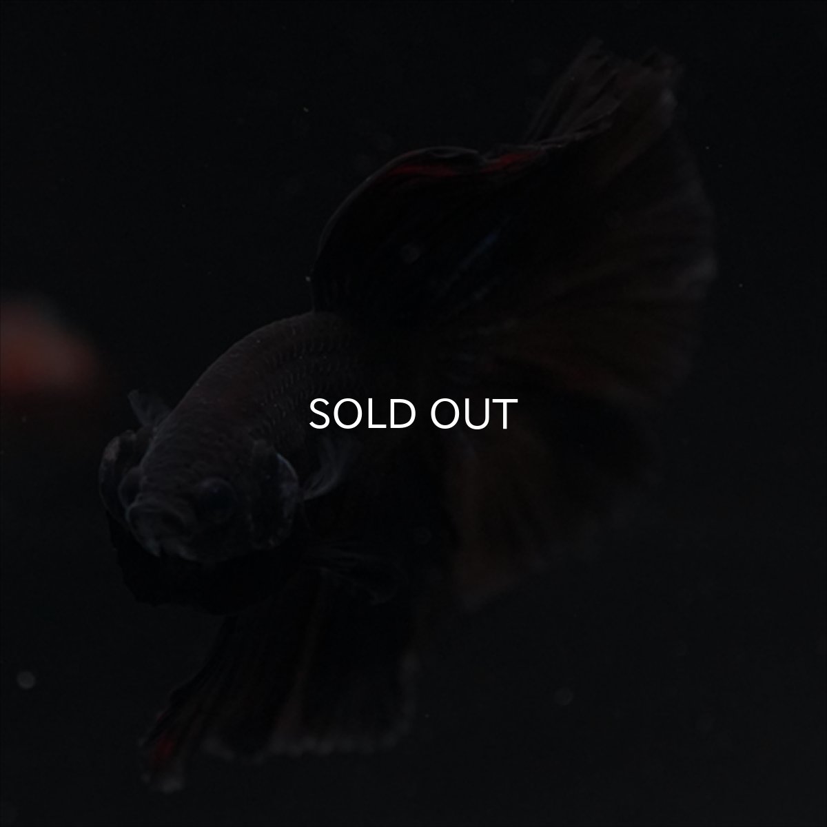 画像4: HM　ブラック (4)