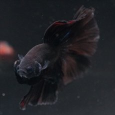 画像4: HM　ブラック (4)