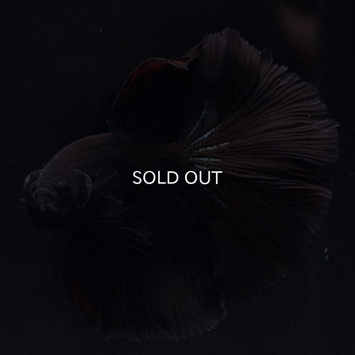 画像1: HM　ブラック (1)