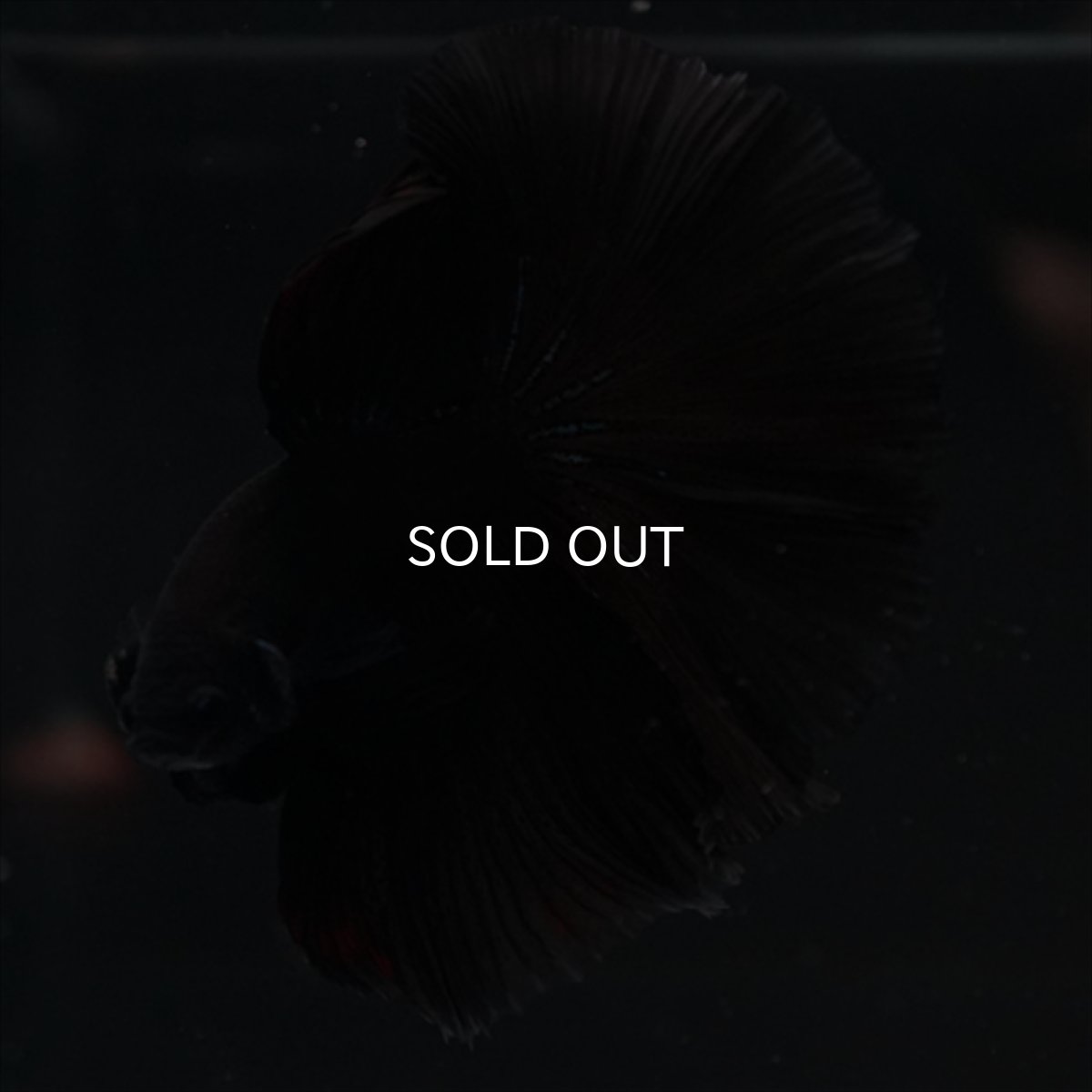 画像3: HM　ブラック (3)