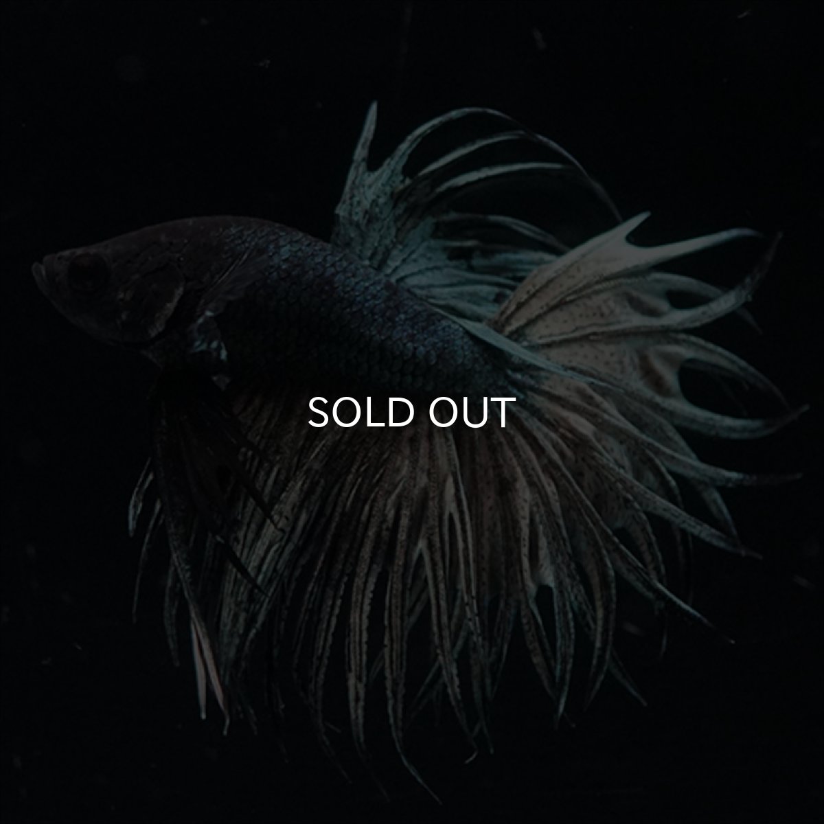 画像18: KCT　キングクラウン　カッパー (18)