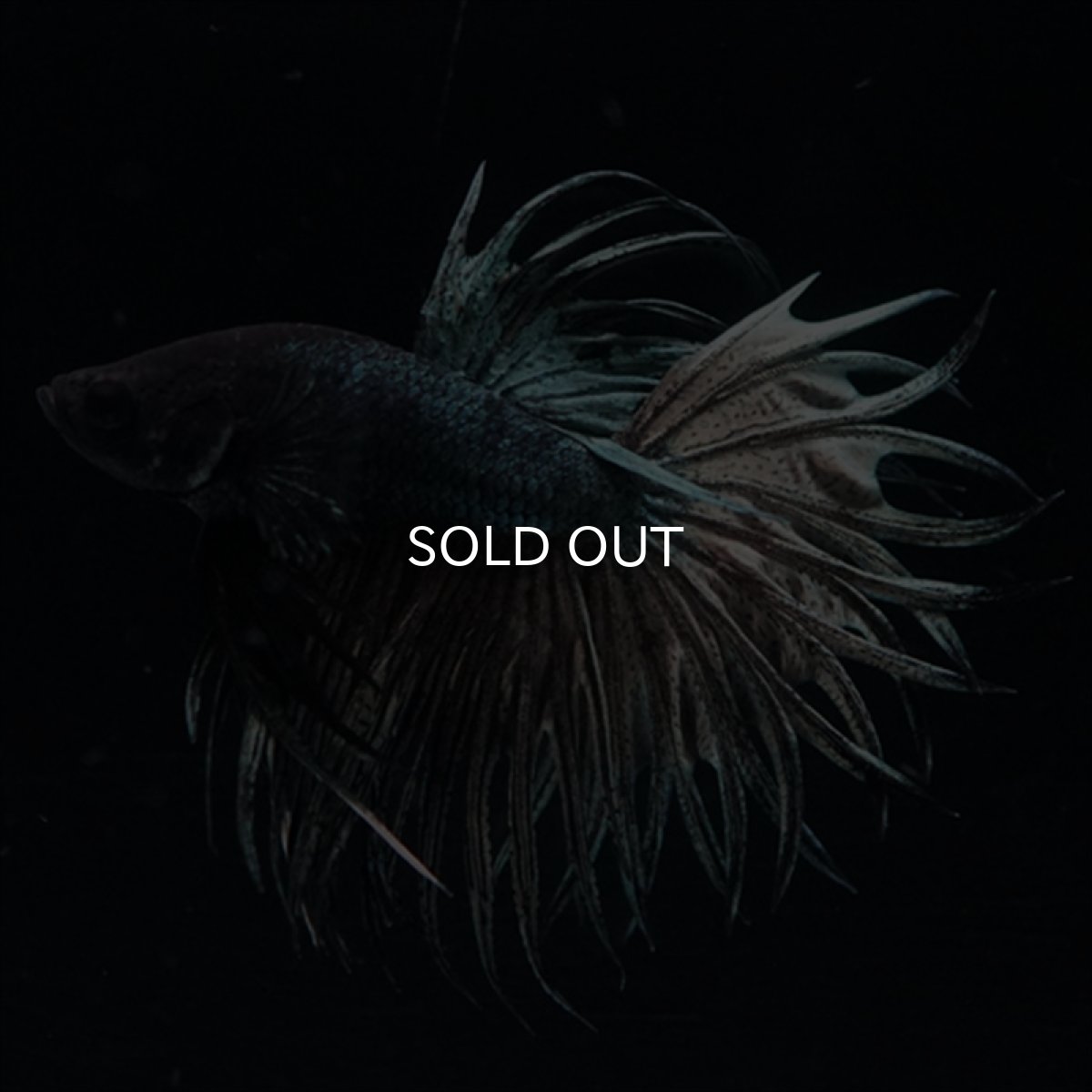 画像17: KCT　キングクラウン　カッパー (17)