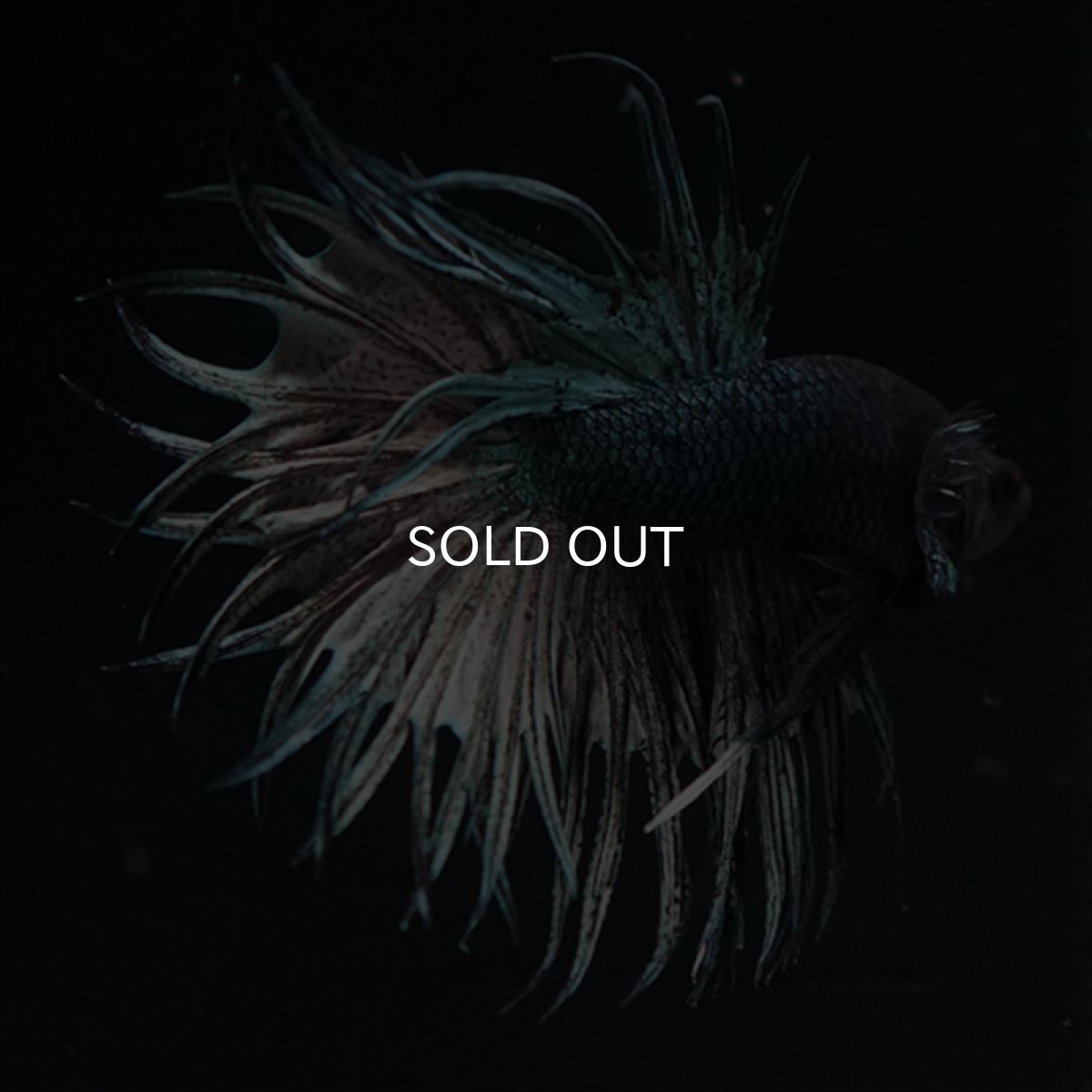 画像2: KCT　キングクラウン　カッパー (2)