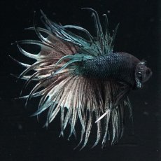 画像2: KCT　キングクラウン　カッパー (2)
