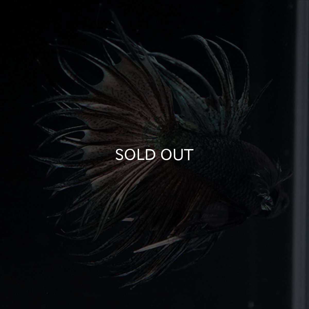 画像16: KCT　キングクラウン　カッパー (16)