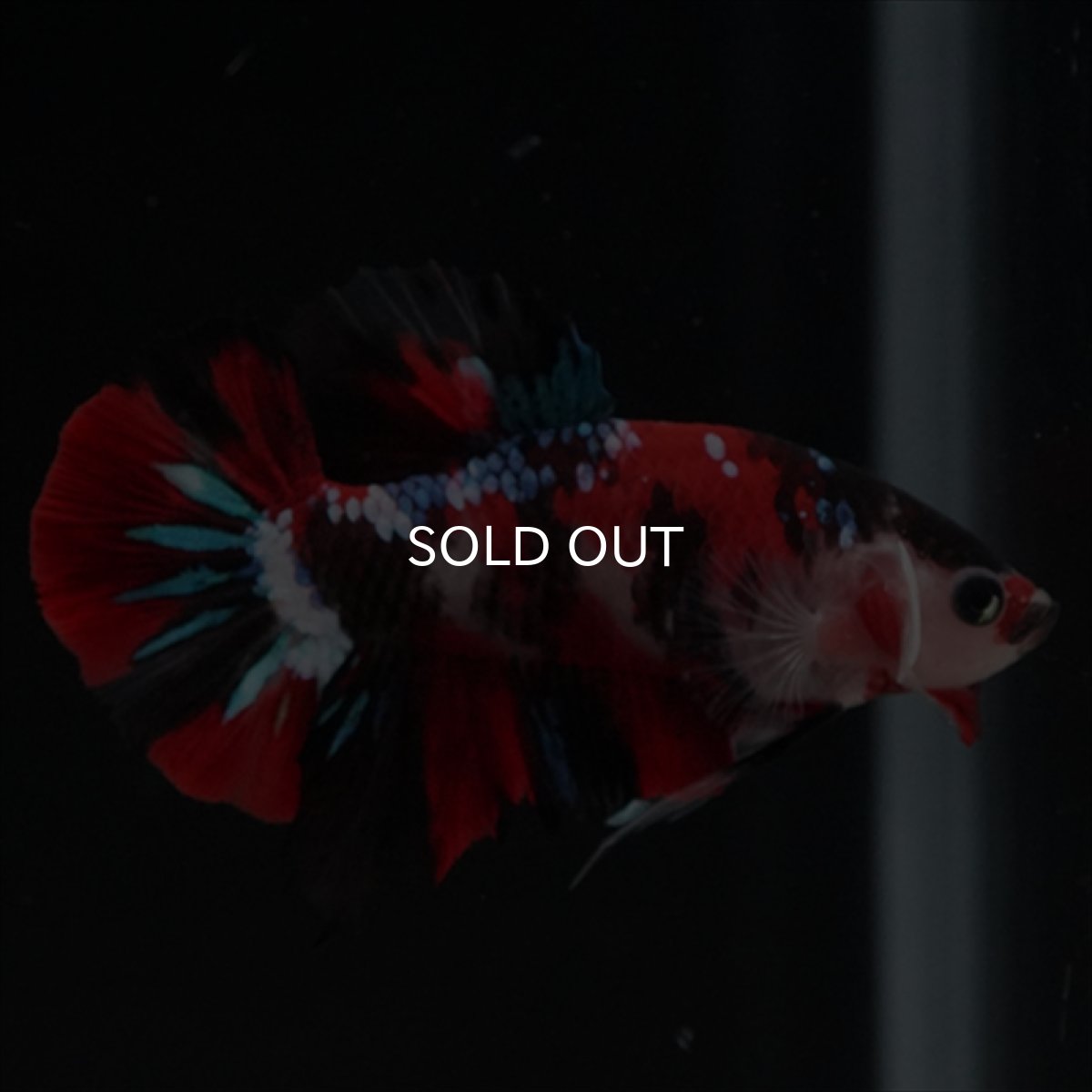画像15: HMPK　鯉 (15)