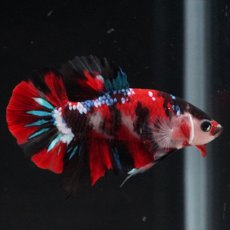 画像15: HMPK　鯉 (15)