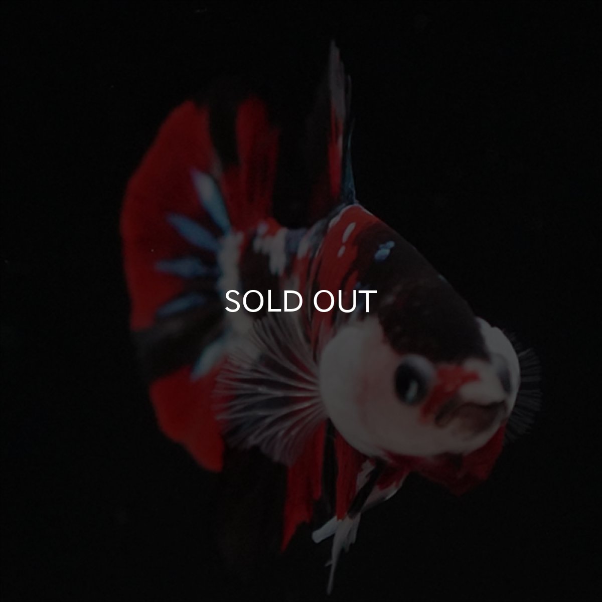 画像14: HMPK　鯉 (14)