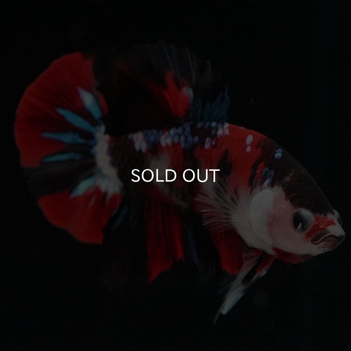 画像13: HMPK　鯉 (13)