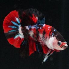 画像13: HMPK　鯉 (13)
