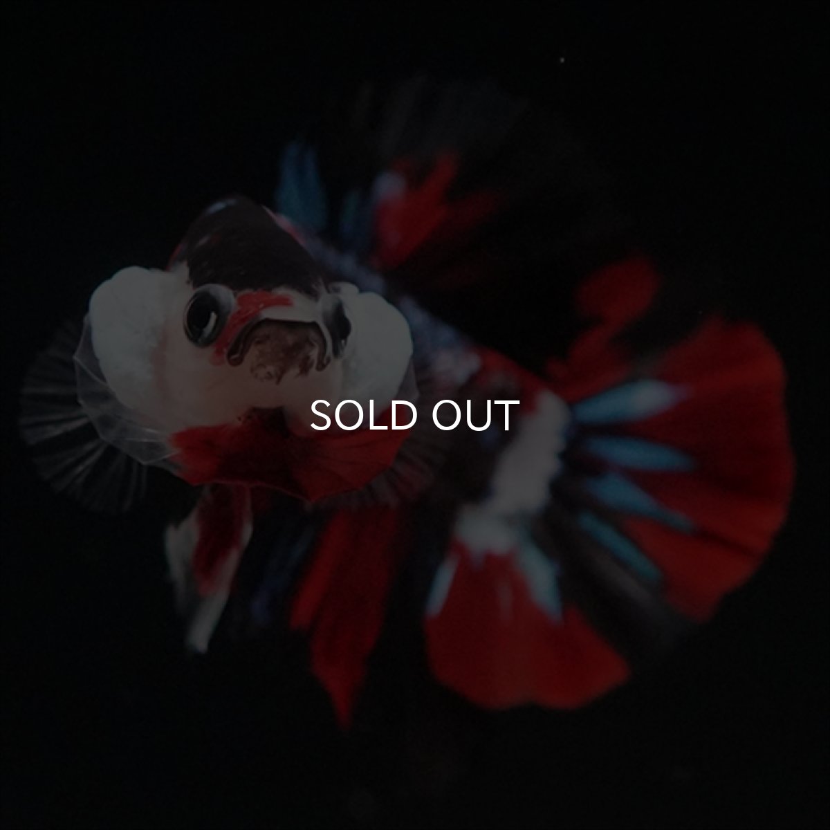 画像12: HMPK　鯉 (12)