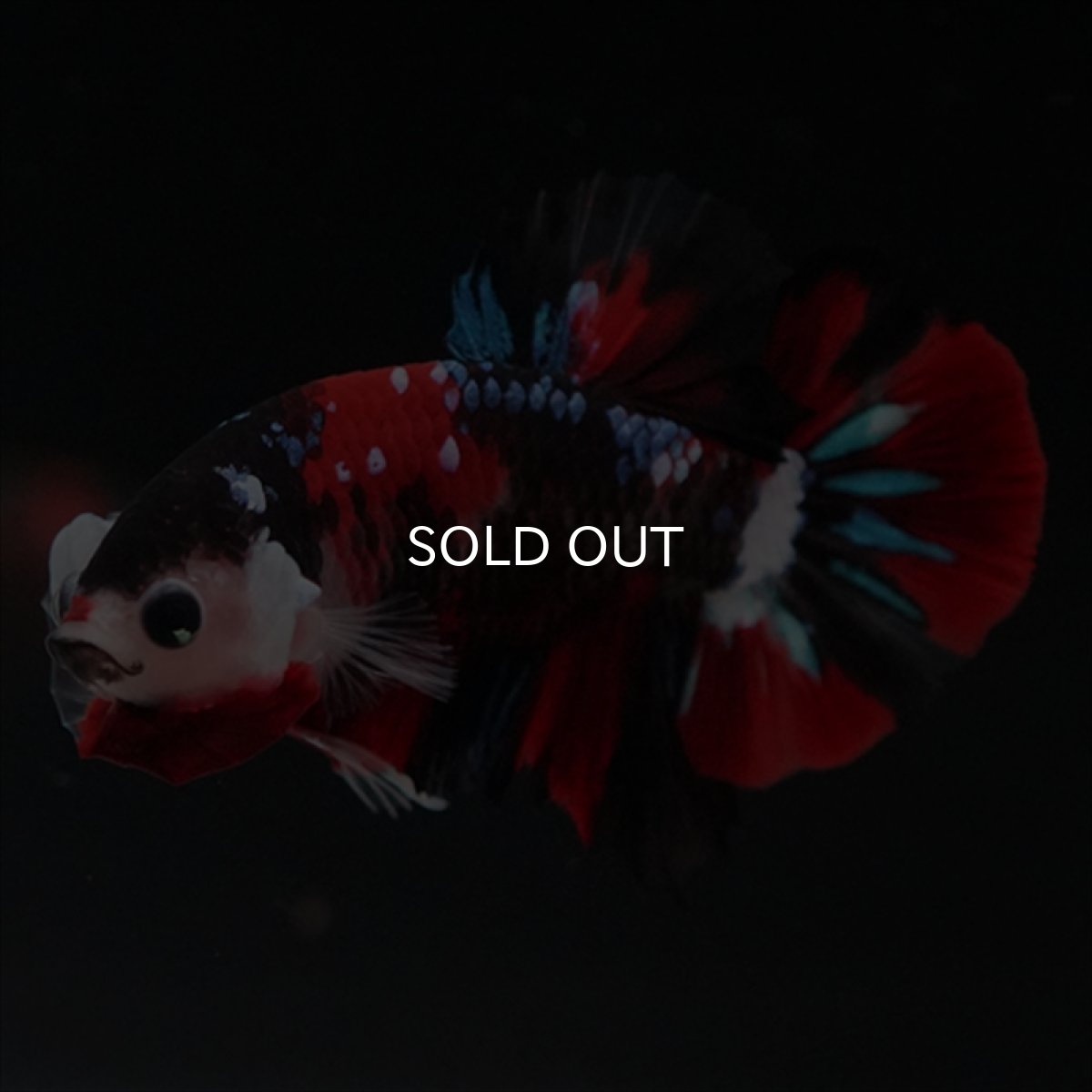 画像11: HMPK　鯉 (11)