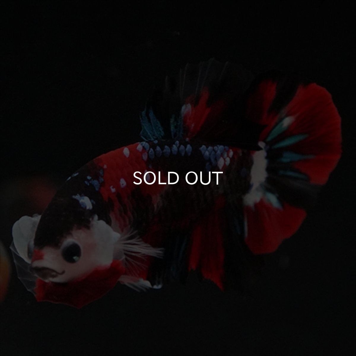 画像10: HMPK　鯉 (10)