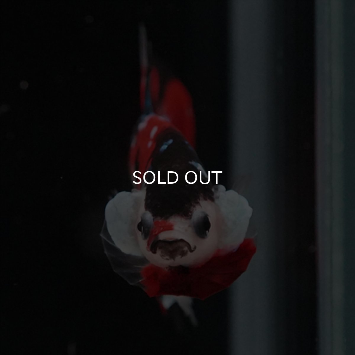 画像9: HMPK　鯉 (9)