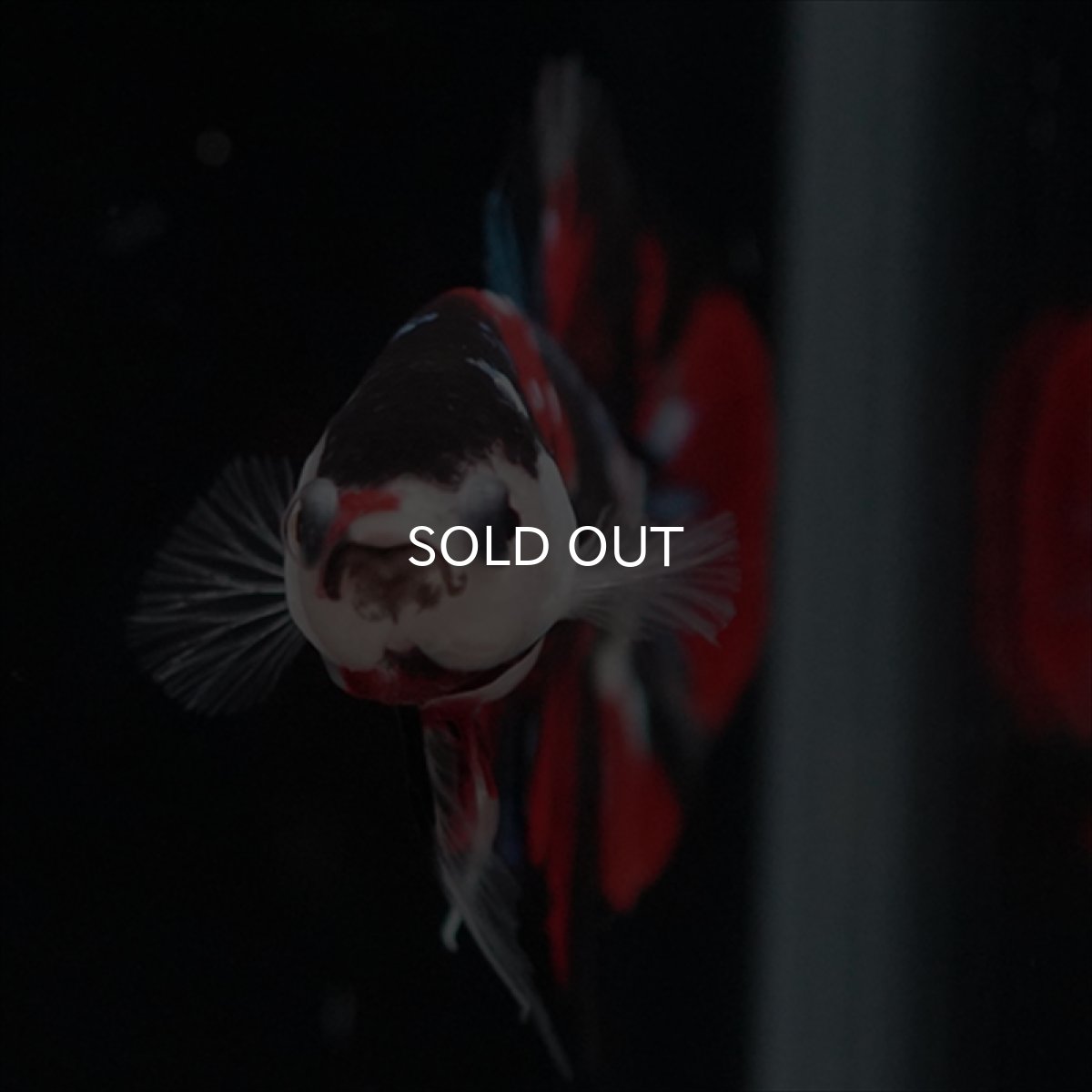 画像8: HMPK　鯉 (8)