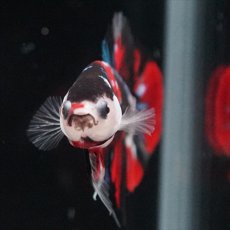 画像8: HMPK　鯉 (8)