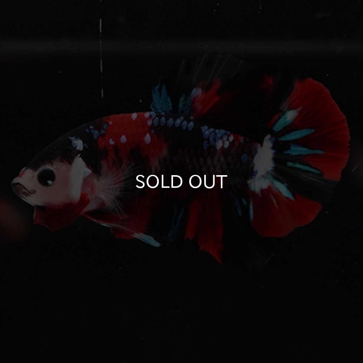 画像6: HMPK　鯉 (6)