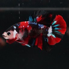 画像6: HMPK　鯉 (6)