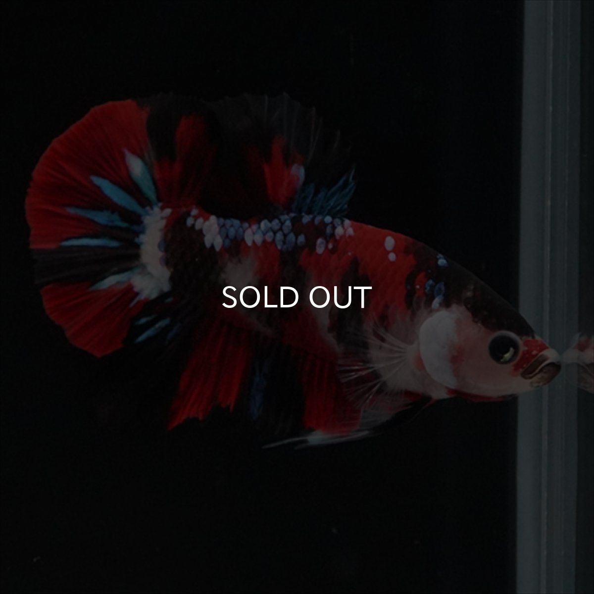 画像5: HMPK　鯉 (5)