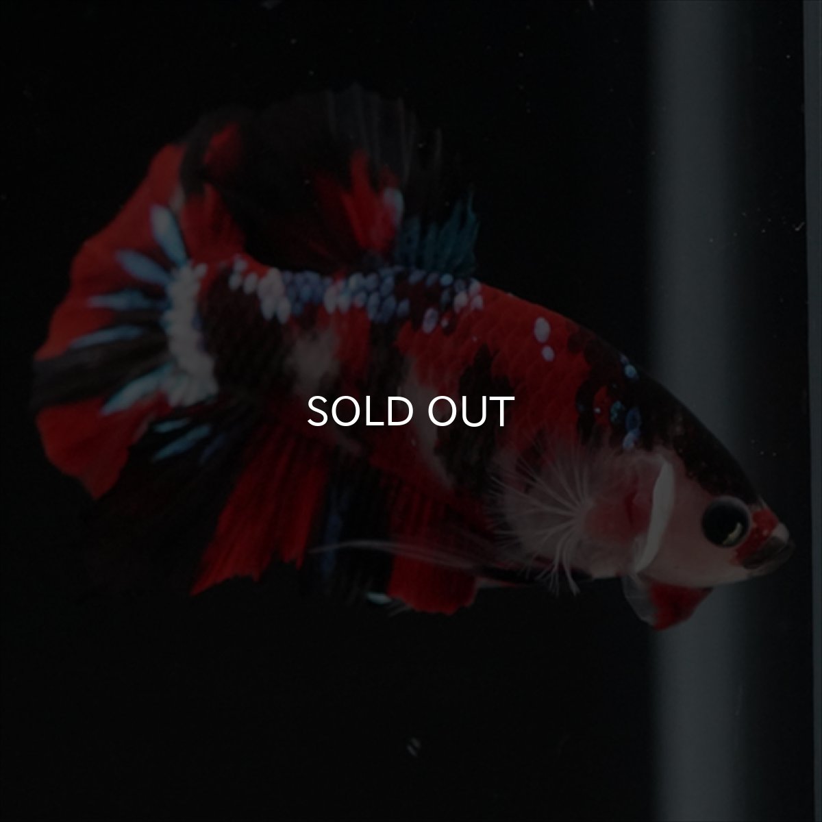 画像4: HMPK　鯉 (4)