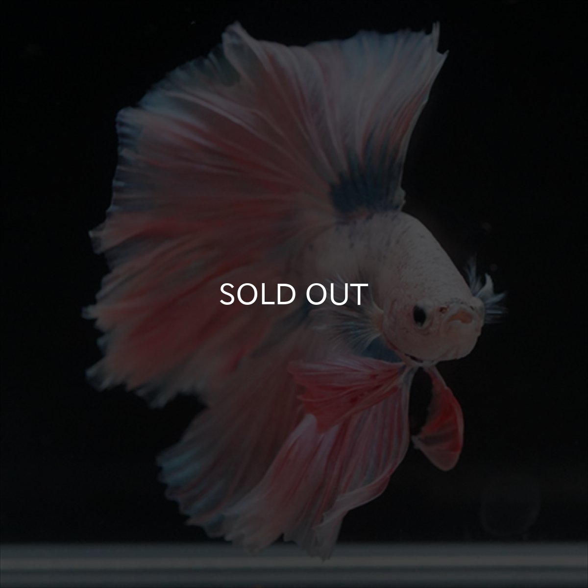 画像11: HM　ファンシー ローズテール (11)