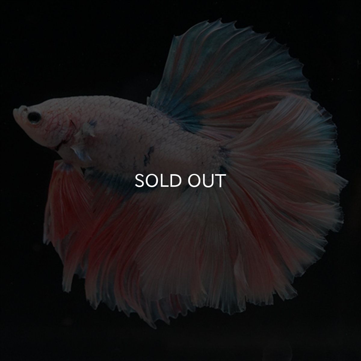 画像10: HM　ファンシー ローズテール (10)