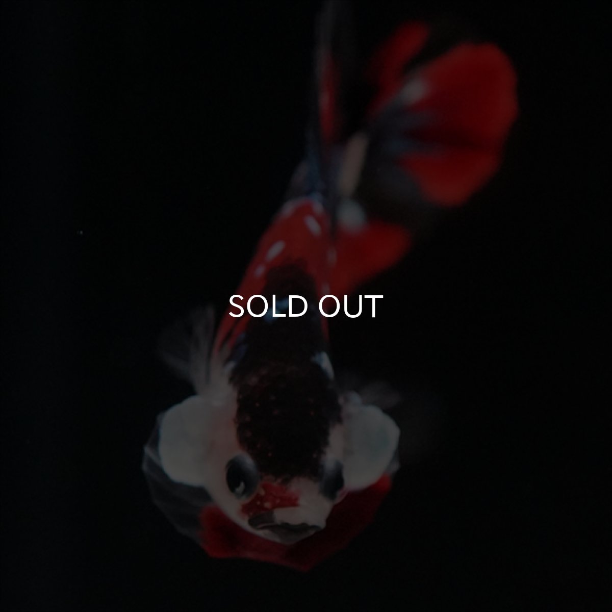 画像3: HMPK　鯉 (3)