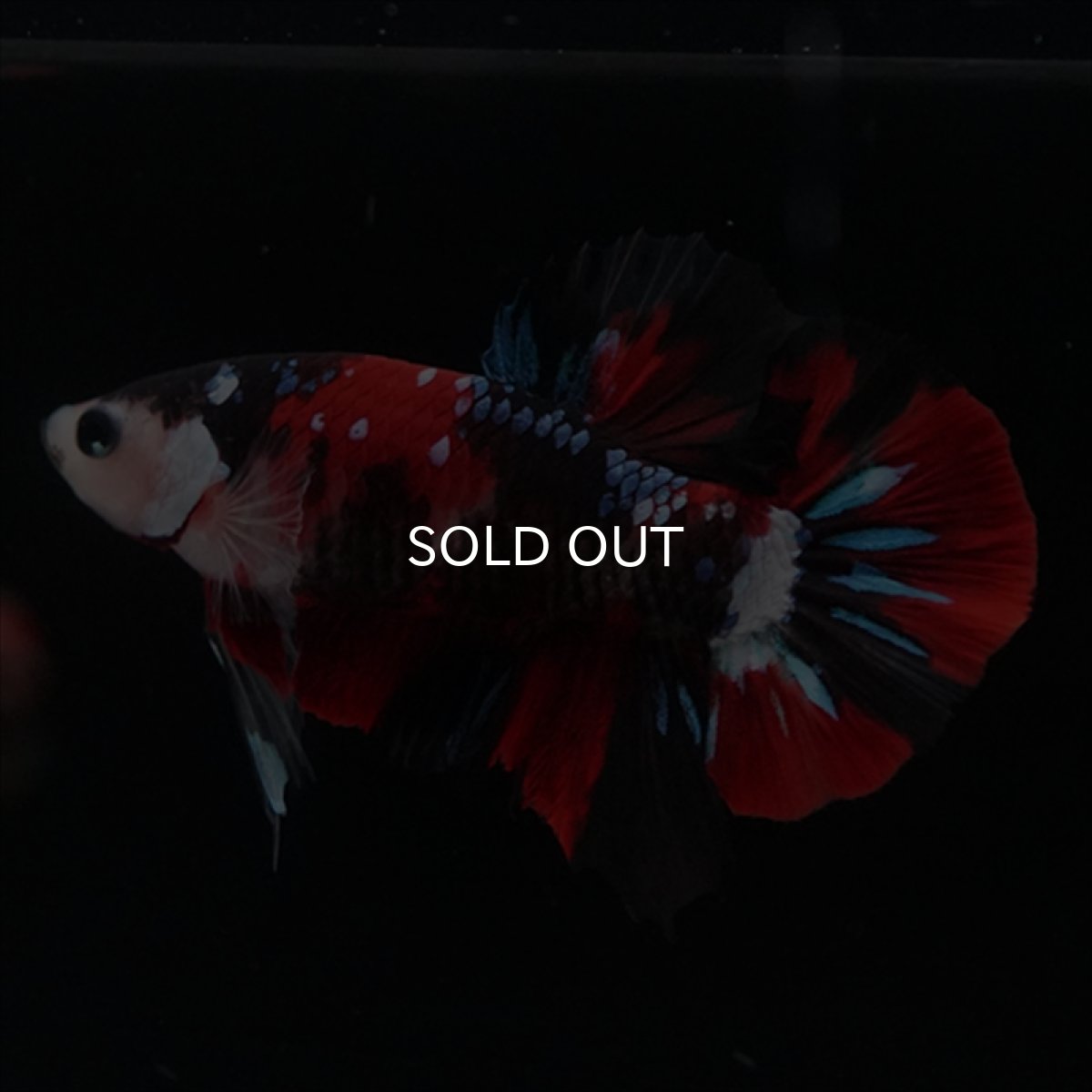 画像1: HMPK　鯉 (1)