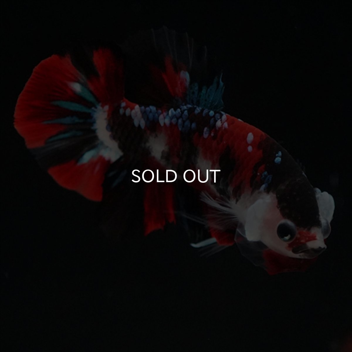 画像2: HMPK　鯉 (2)