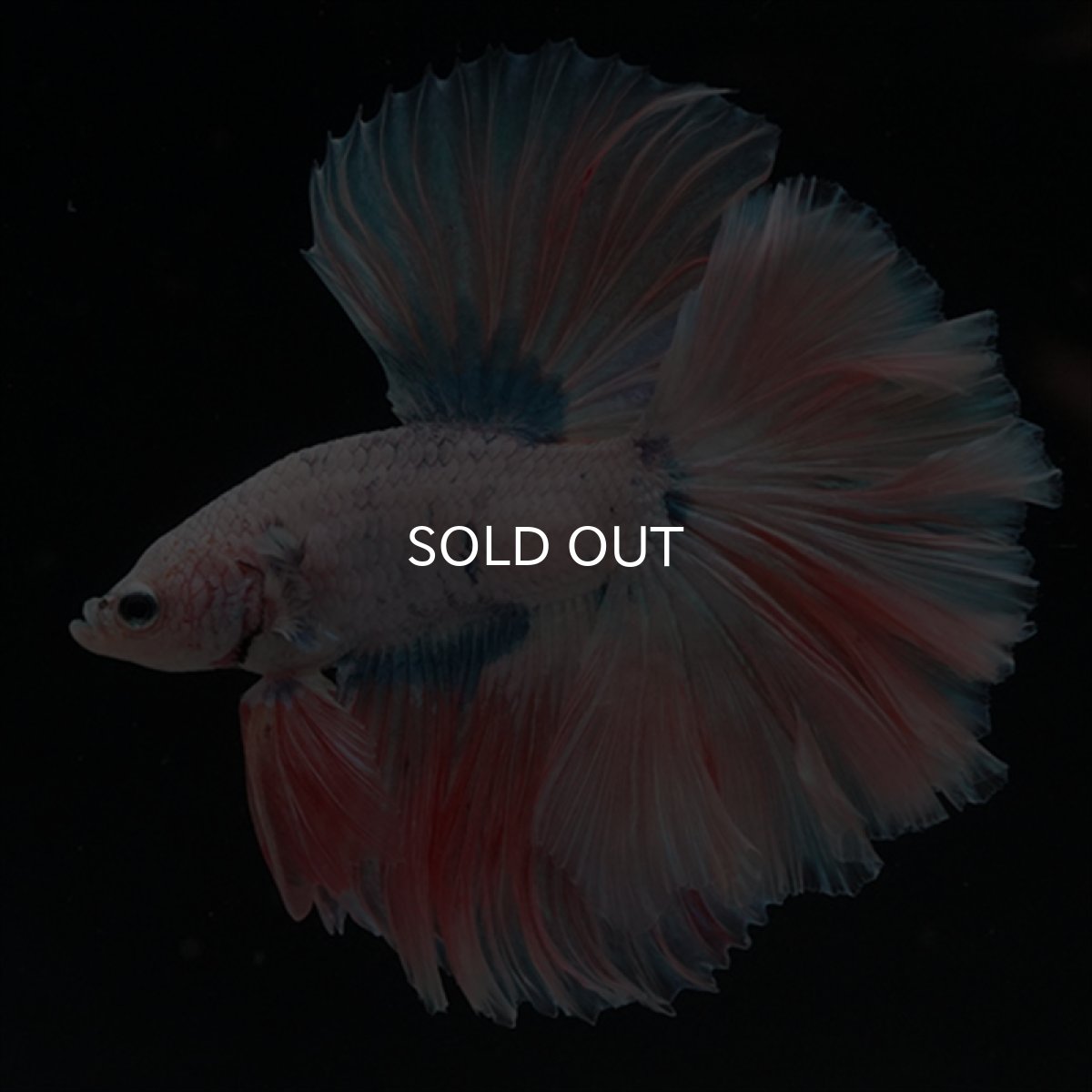 画像9: HM　ファンシー ローズテール (9)