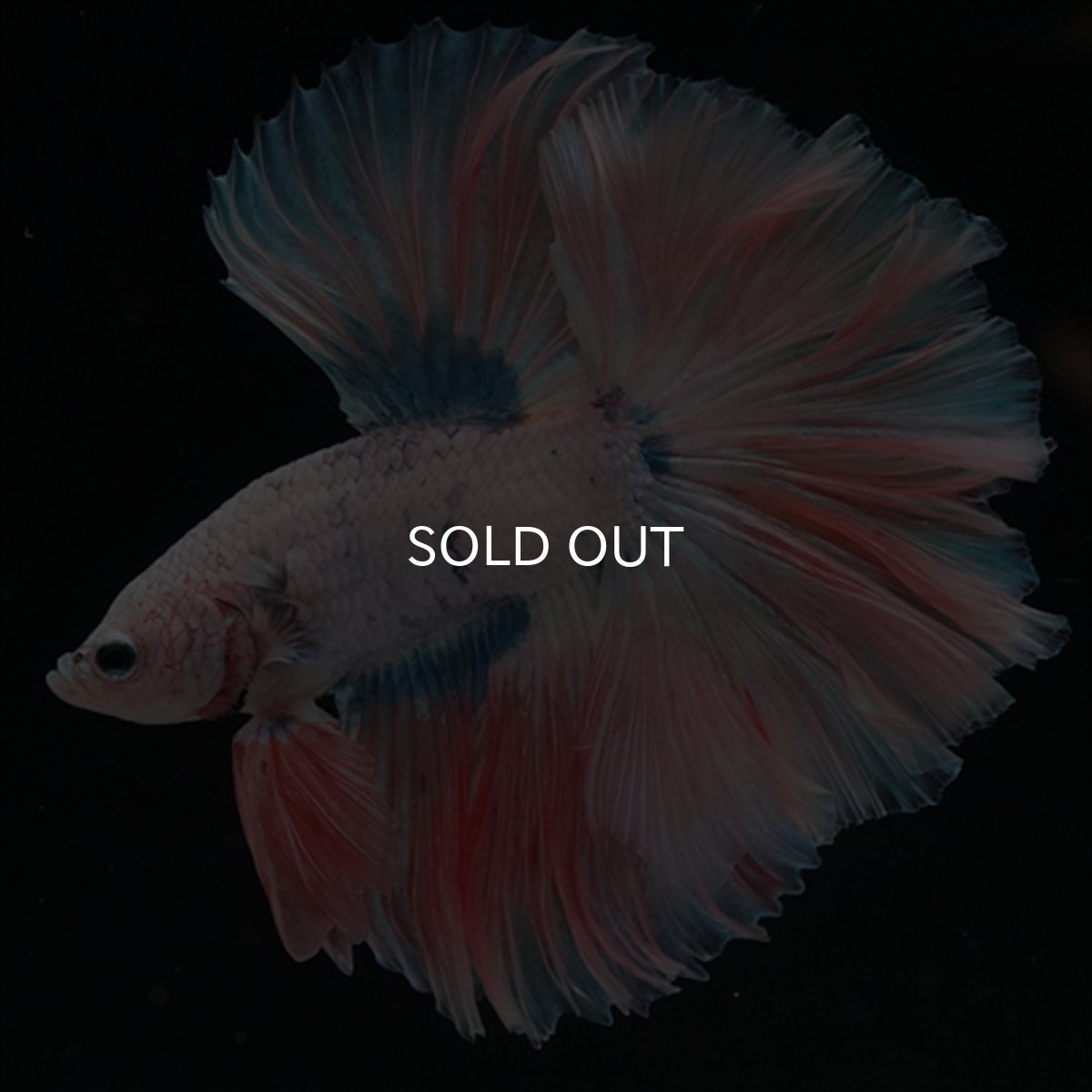 画像4: HM　ファンシー ローズテール (4)