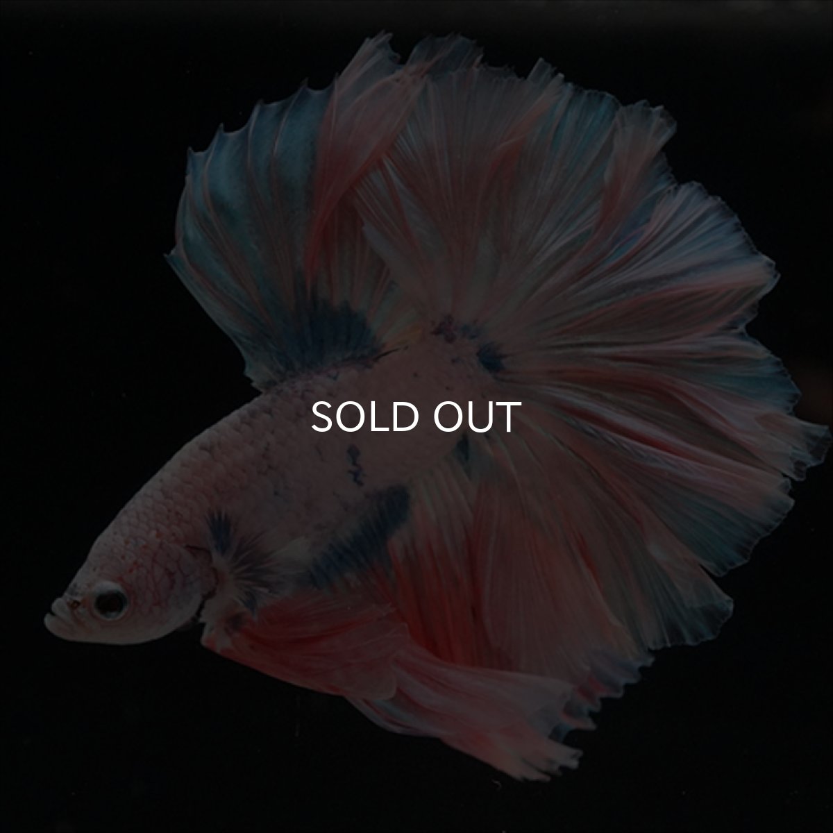 画像8: HM　ファンシー ローズテール (8)