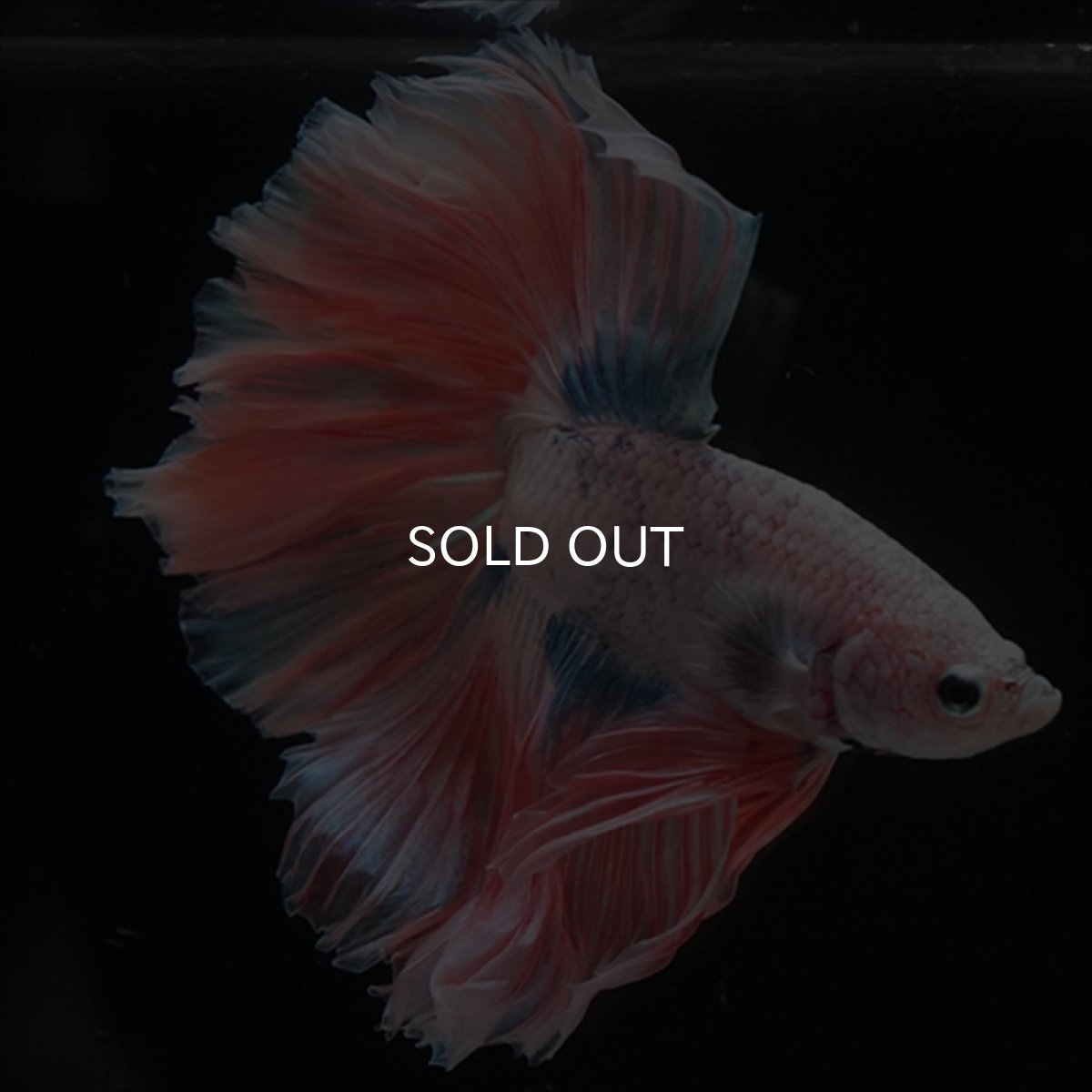 画像2: HM　ファンシー ローズテール (2)