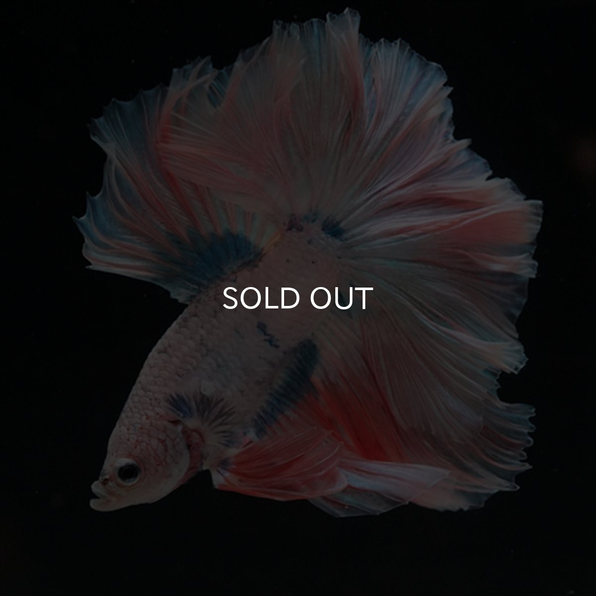 画像7: HM　ファンシー ローズテール (7)