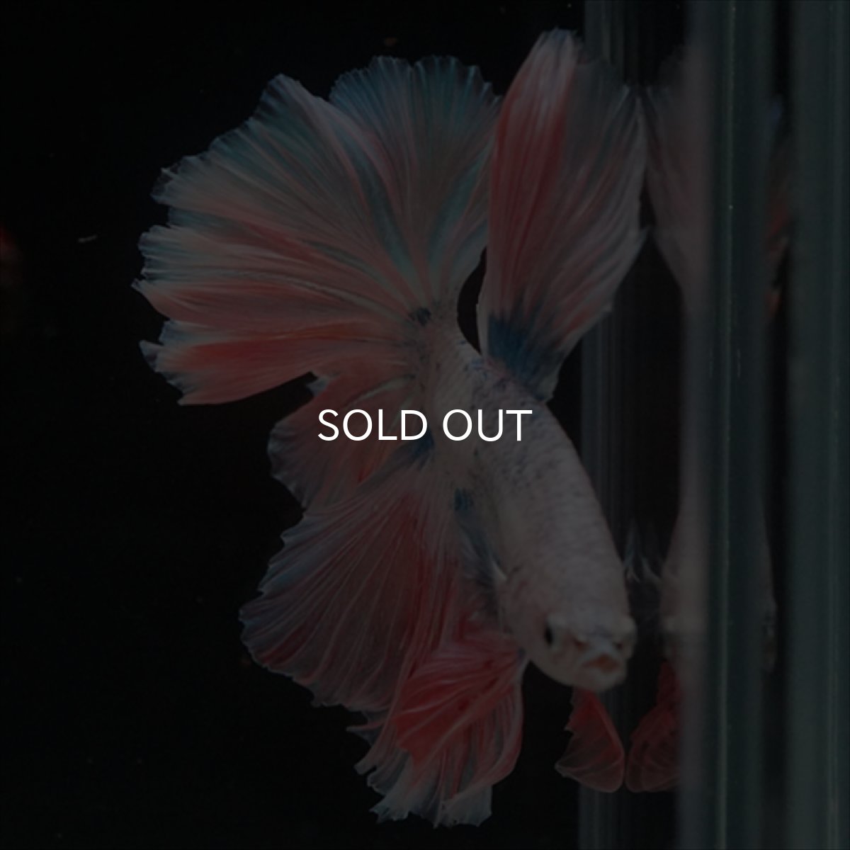 画像6: HM　ファンシー ローズテール (6)