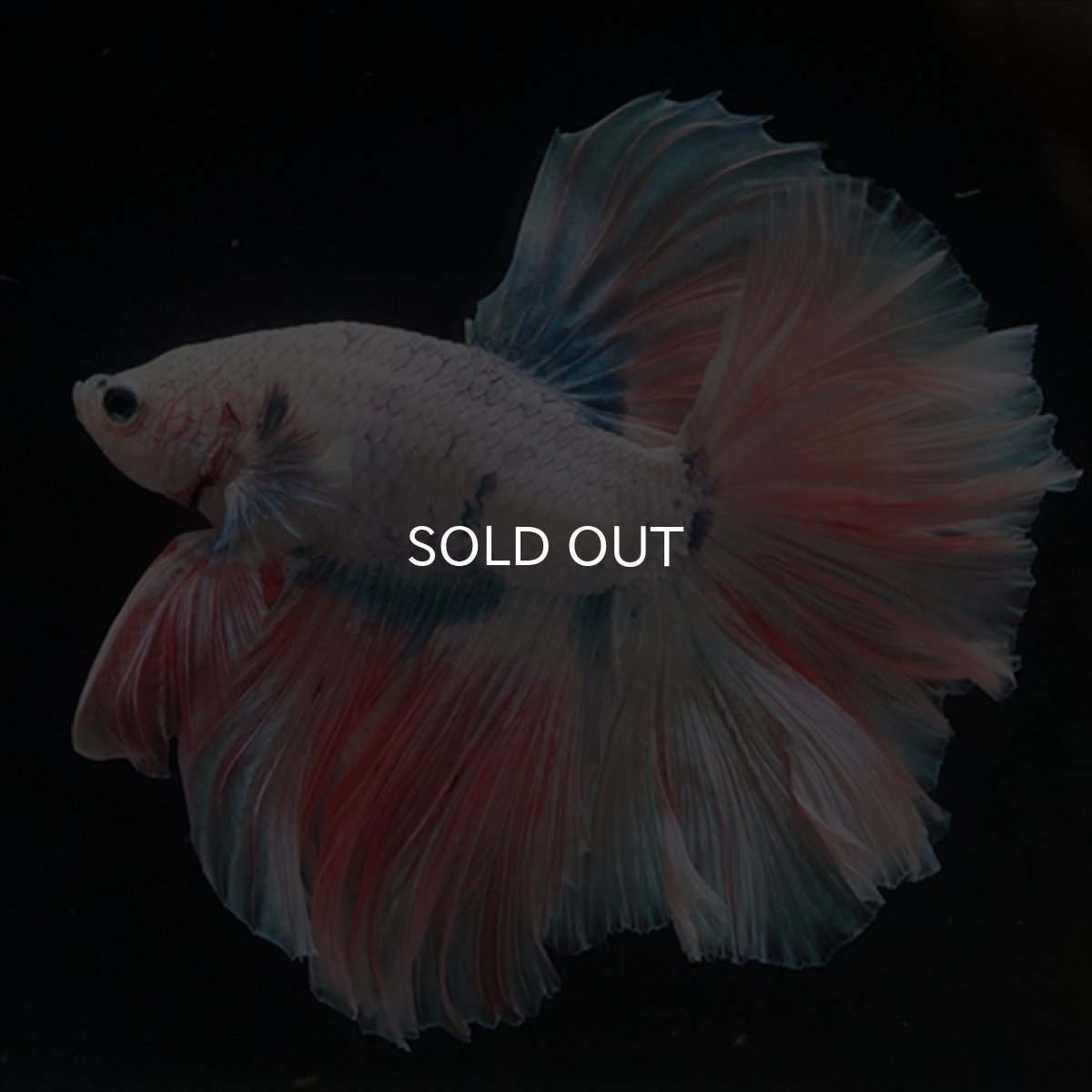 画像1: HM　ファンシー ローズテール (1)