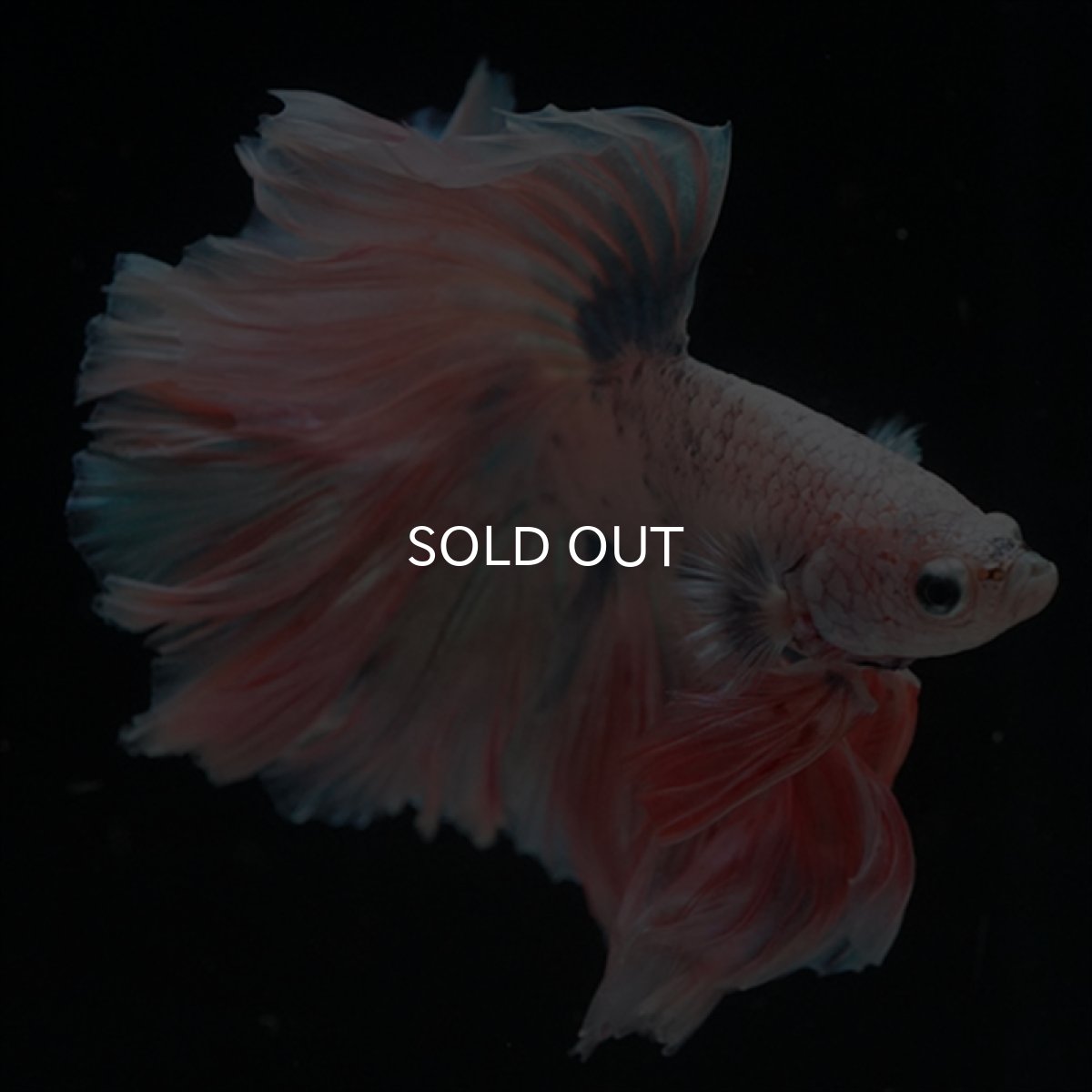 画像5: HM　ファンシー ローズテール (5)