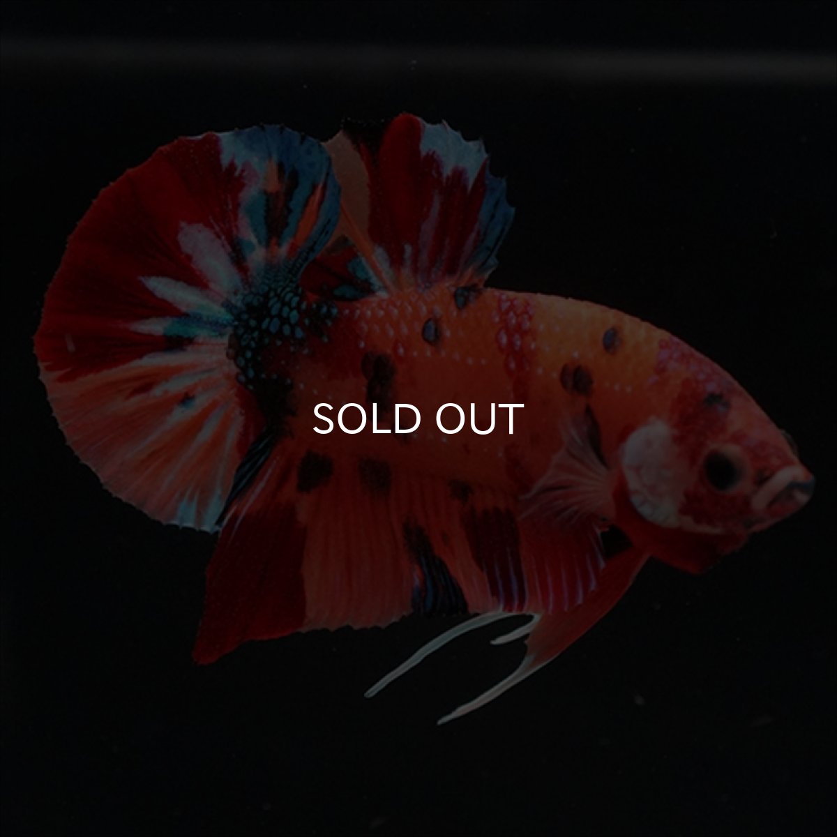 画像4: HMPK　キャンディ (4)