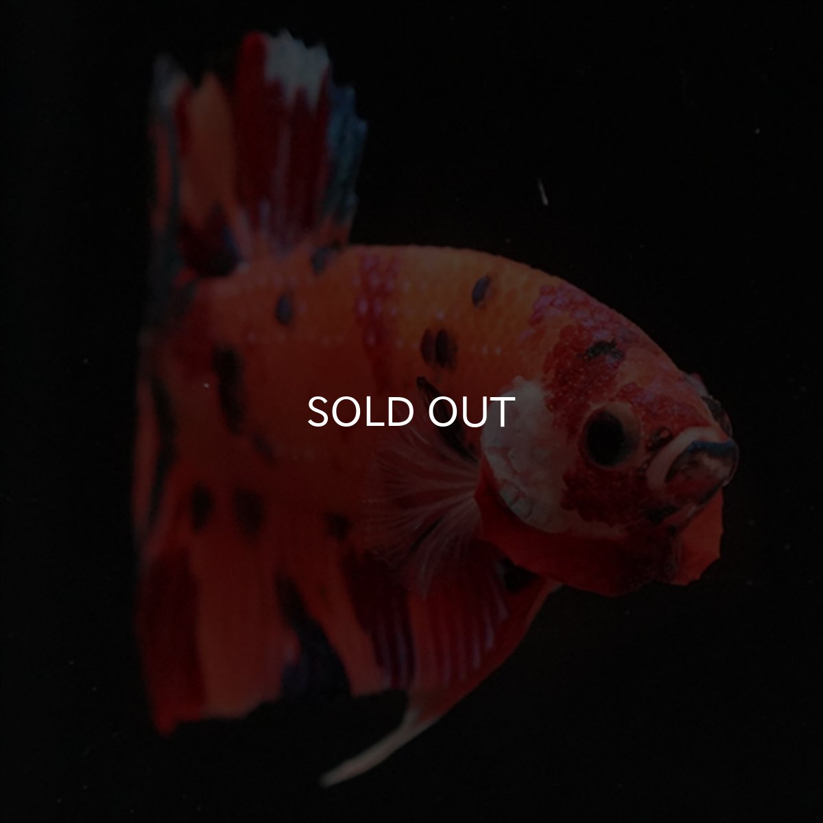 画像2: HMPK　キャンディ (2)