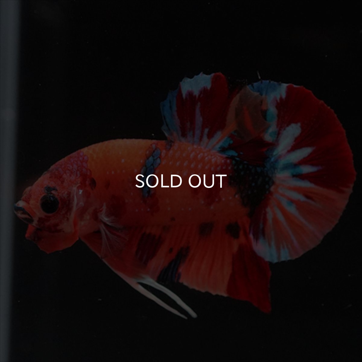 画像9: HMPK　キャンディ (9)