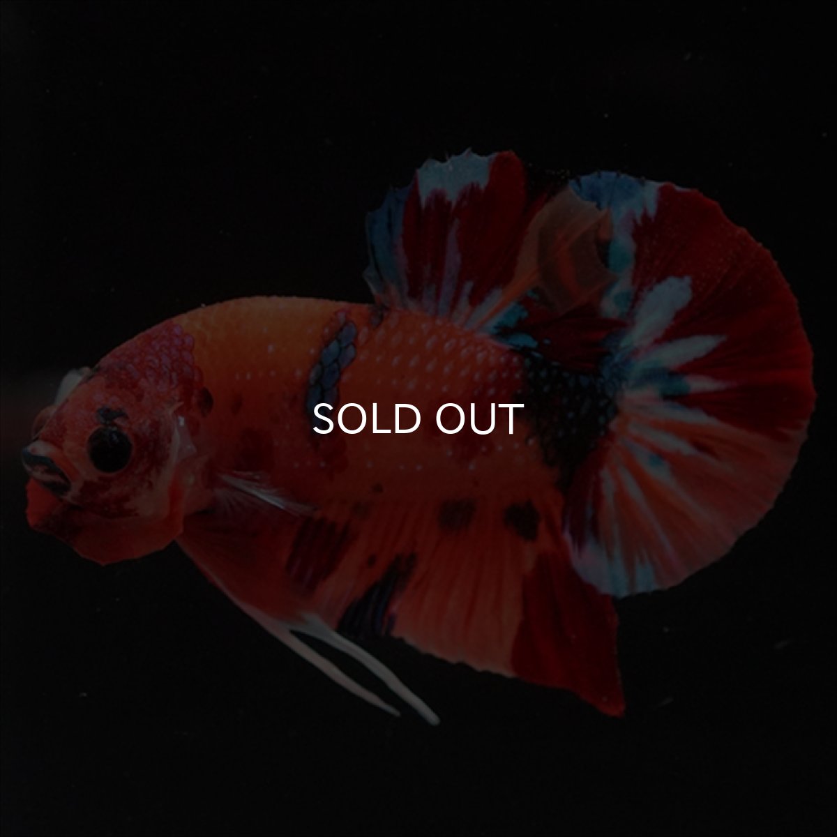 画像8: HMPK　キャンディ (8)