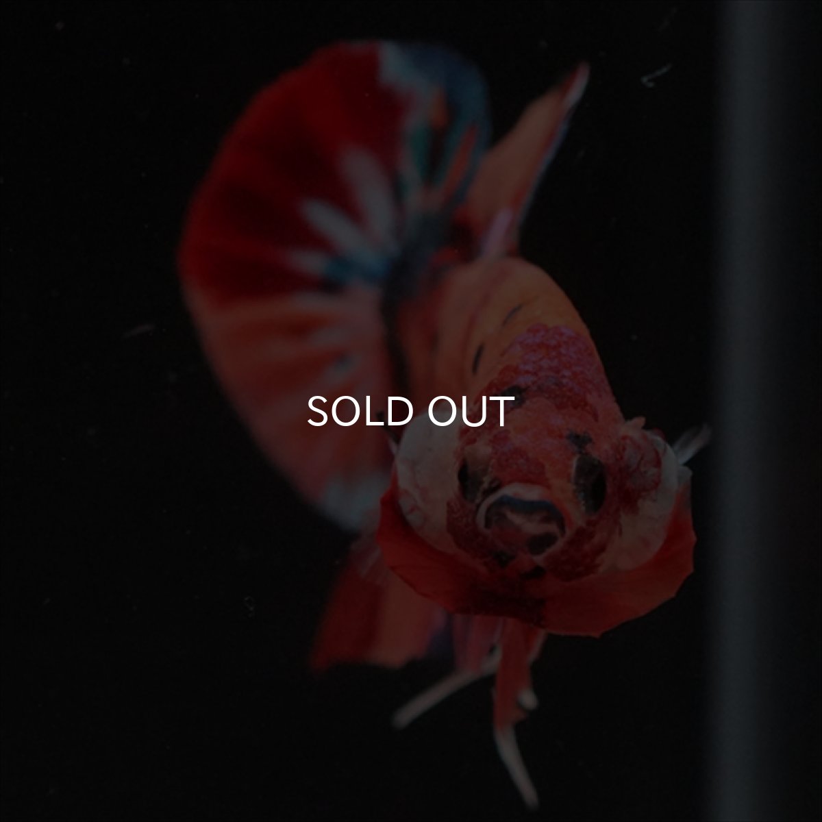 画像7: HMPK　キャンディ (7)