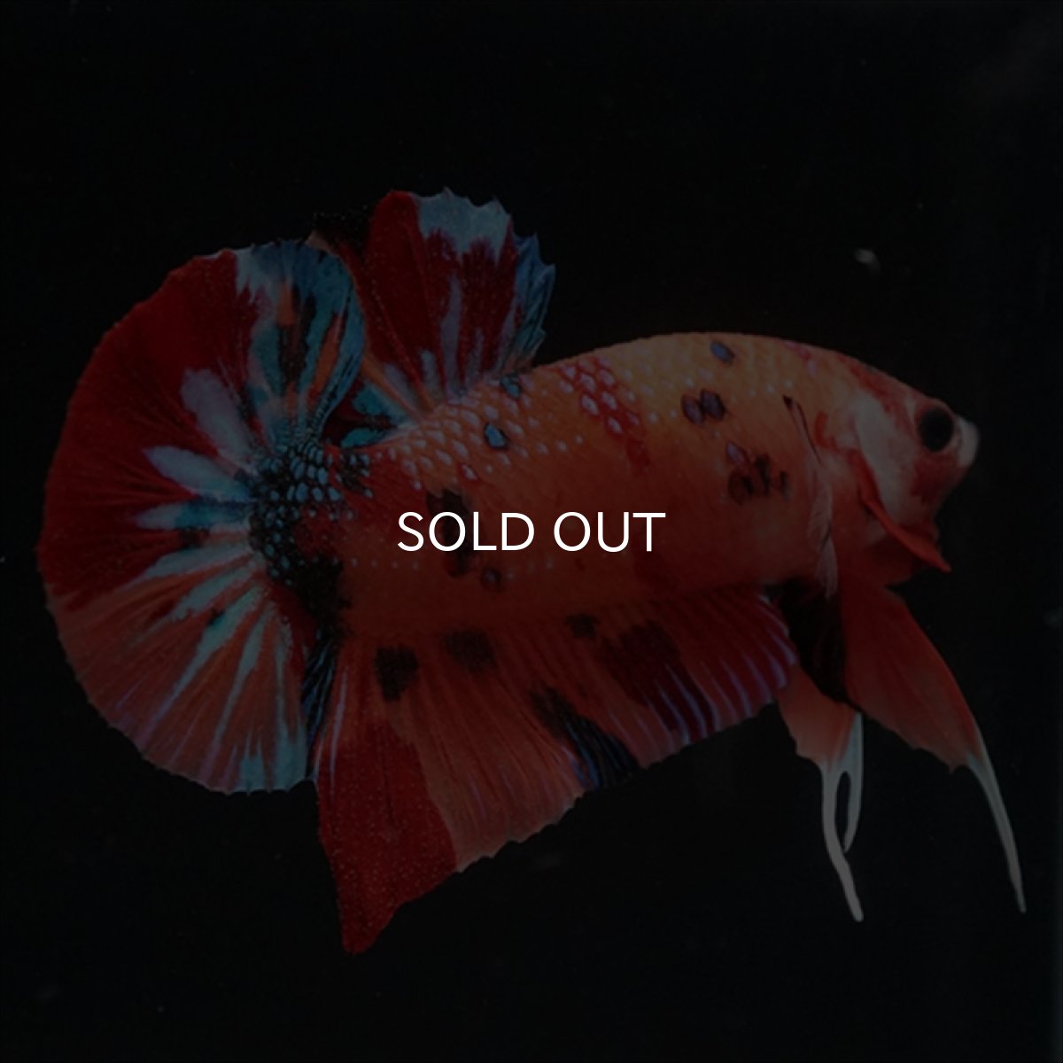 画像6: HMPK　キャンディ (6)