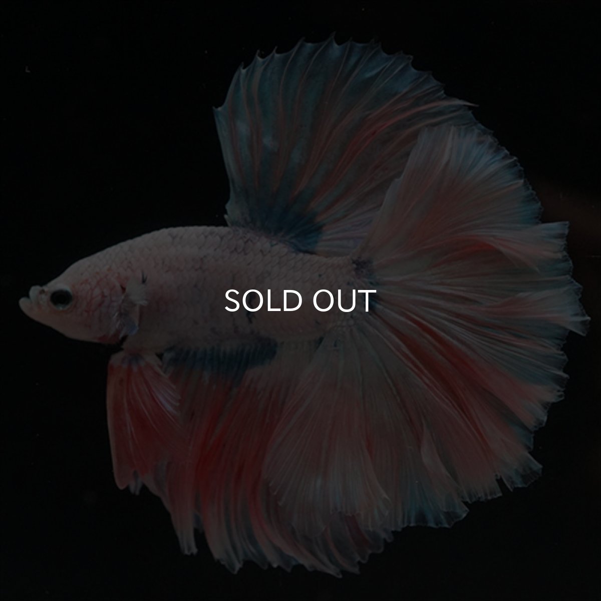 画像3: HM　ファンシー ローズテール (3)