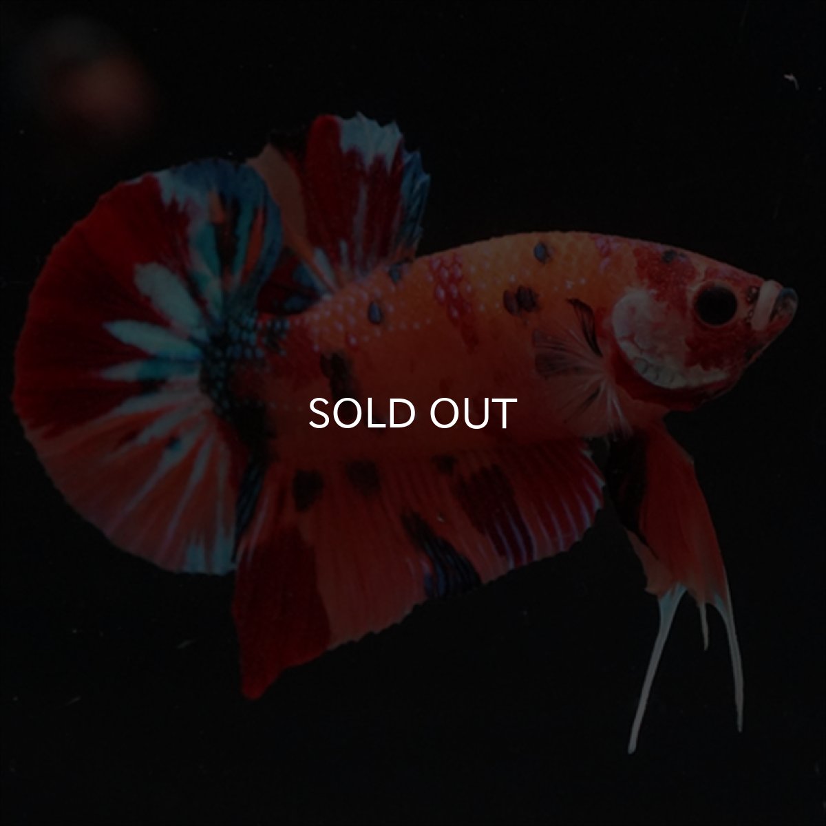 画像1: HMPK　キャンディ (1)