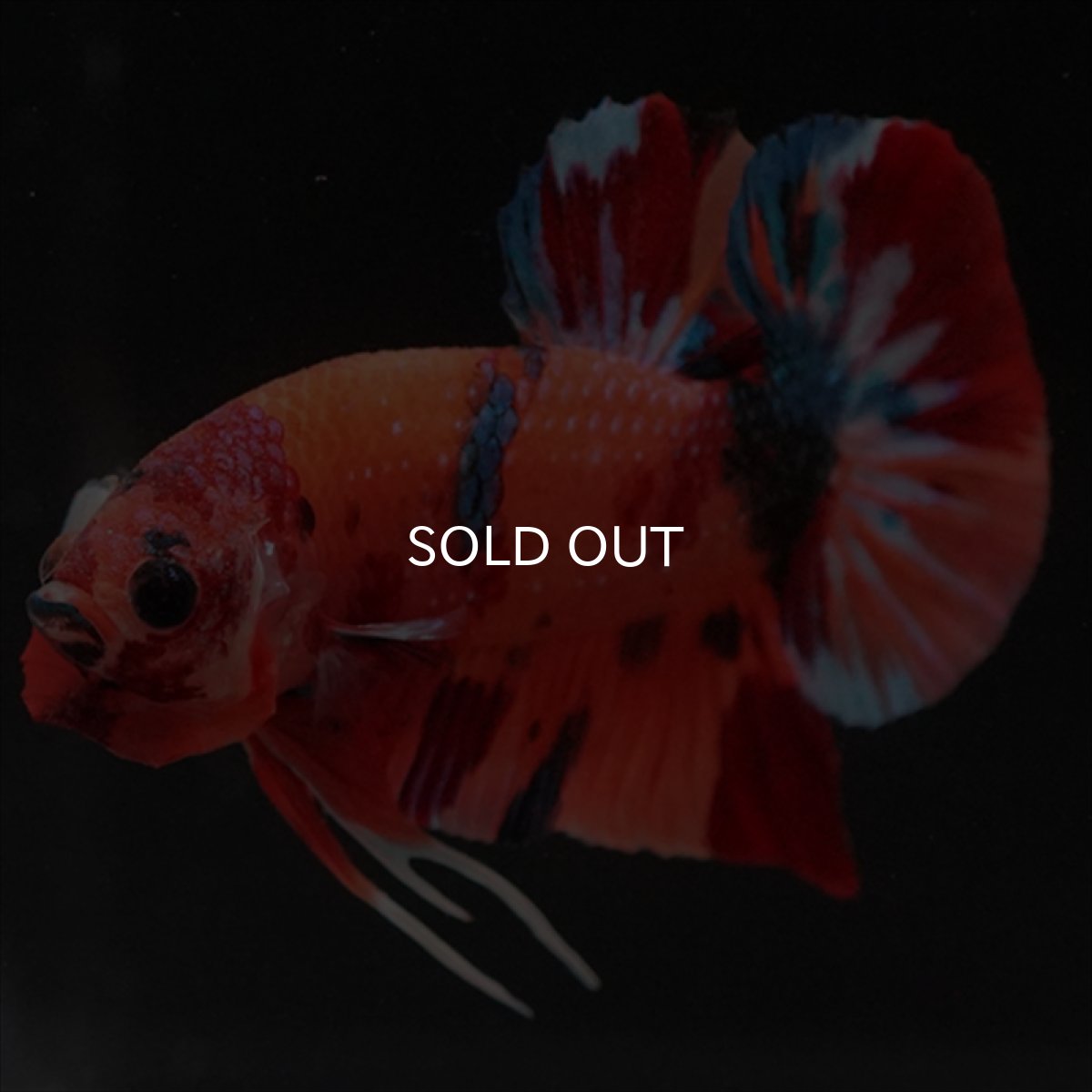 画像5: HMPK　キャンディ (5)