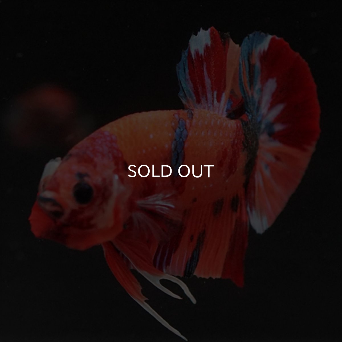 画像3: HMPK　キャンディ (3)