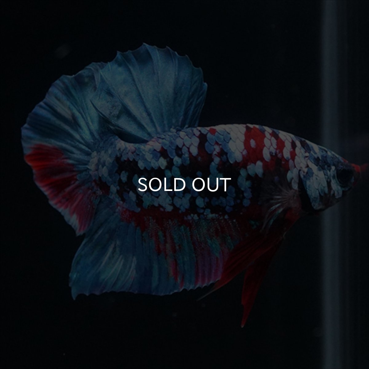 画像2: HMPK　ブラックスター (2)