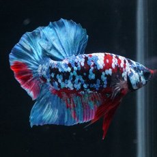 画像2: HMPK　ブラックスター (2)