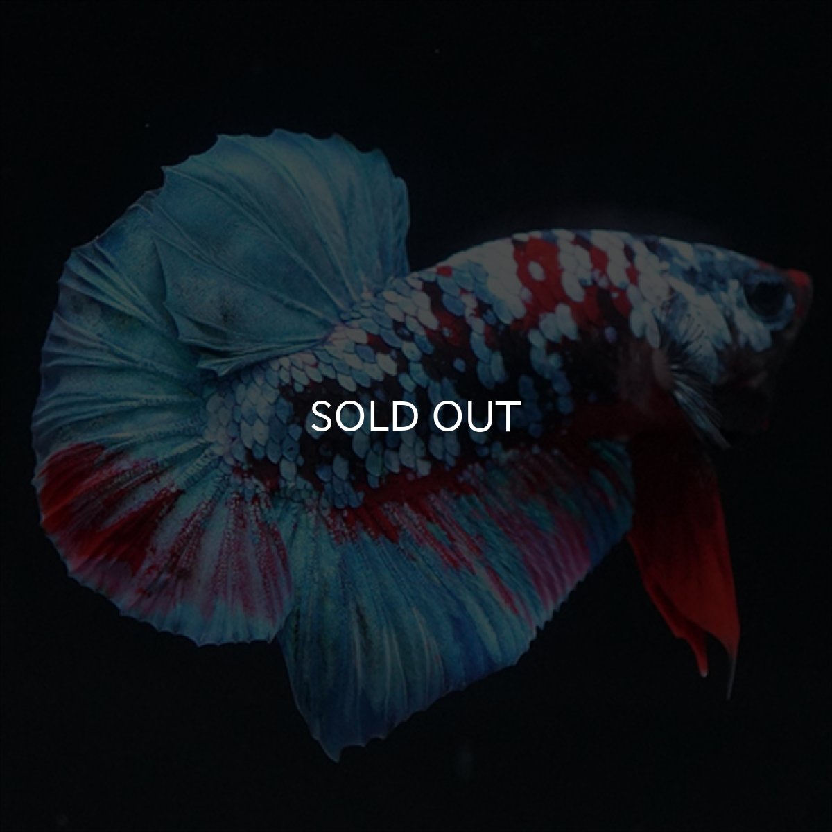 画像1: HMPK　ブラックスター (1)